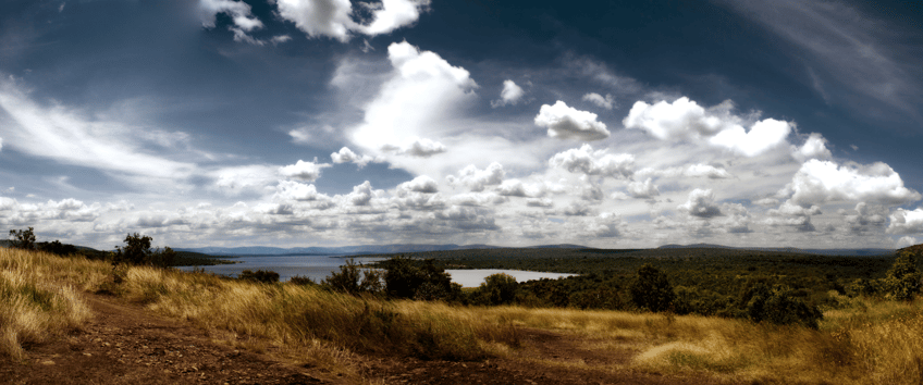 rhino blog featured image